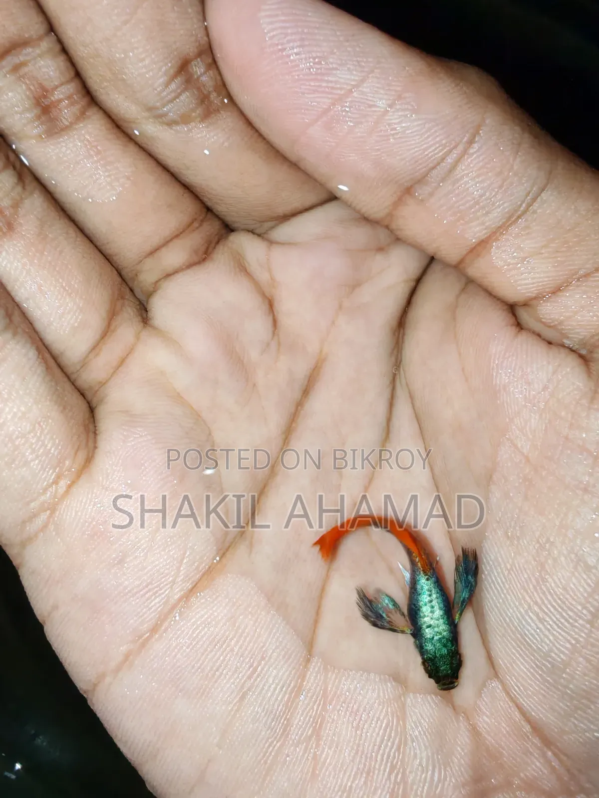 RTP Elephend Ear Guppy