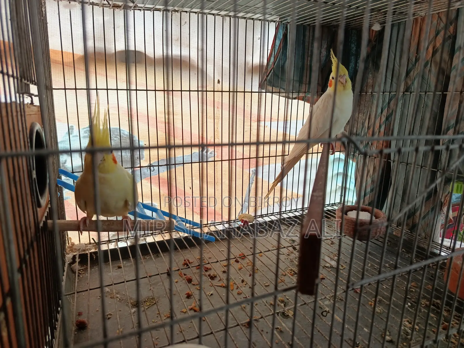 Cocktail Bird