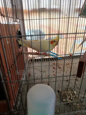 Cocktail Bird