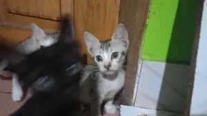 1-3 months Male Mixed Breed Bengal