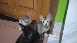1-3 months Male Mixed Breed Bengal