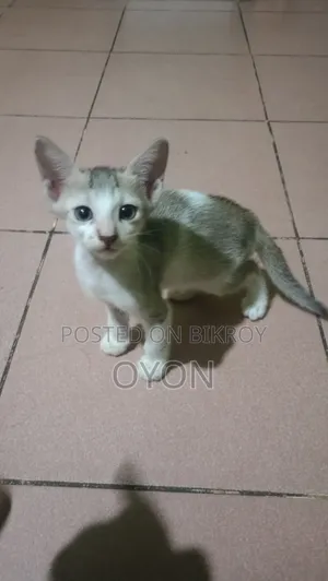 1-3 months Male Mixed Breed Bengal