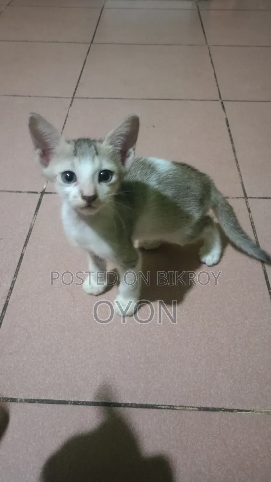 1-3 months Male Mixed Breed Bengal