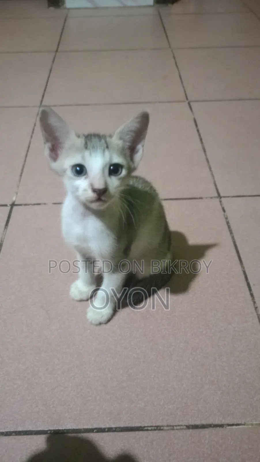 1-3 months Male Mixed Breed Bengal