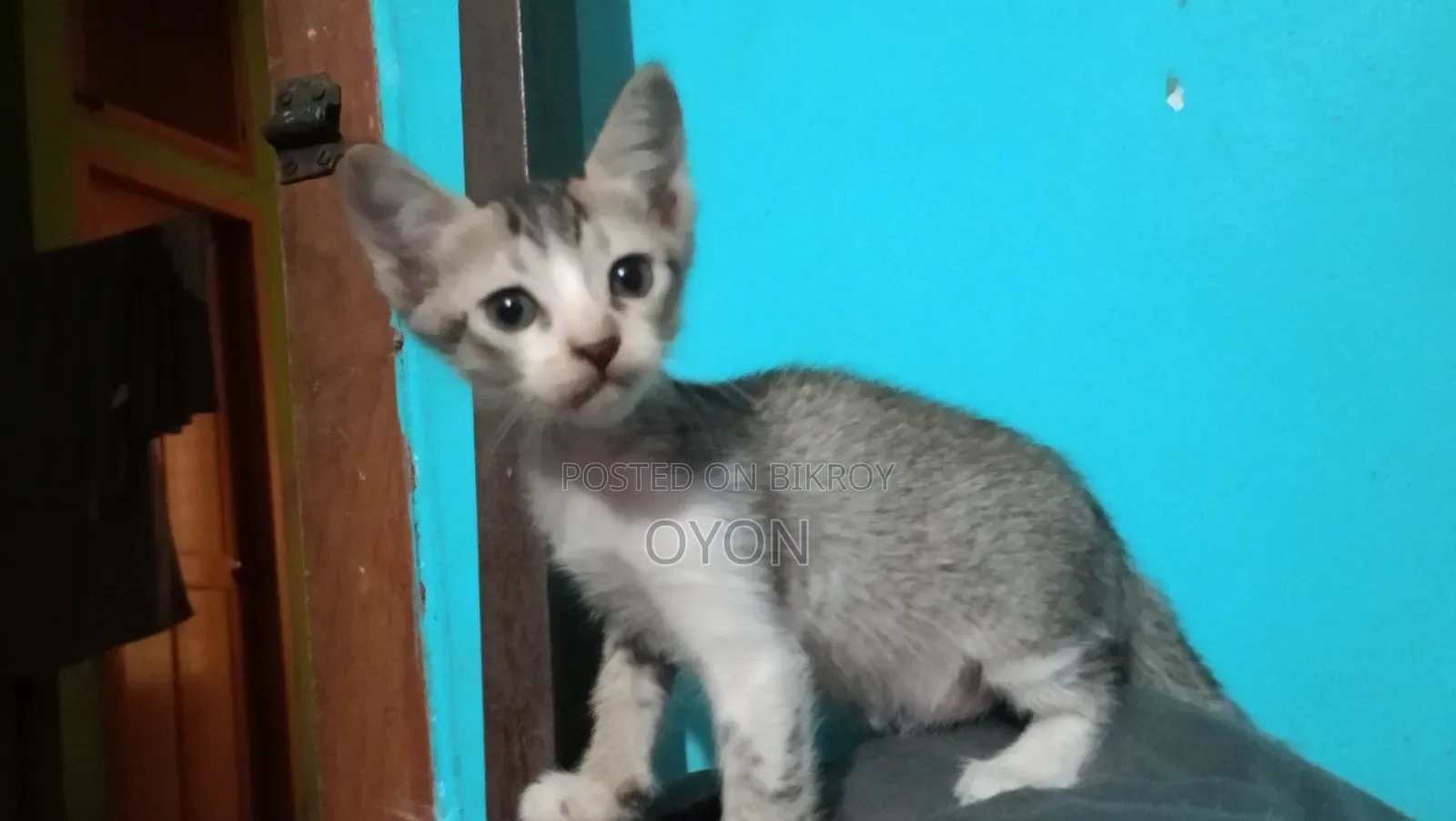 1-3 months Male Mixed Breed Bengal