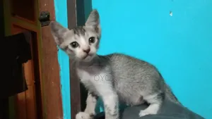 1-3 months Male Mixed Breed Bengal