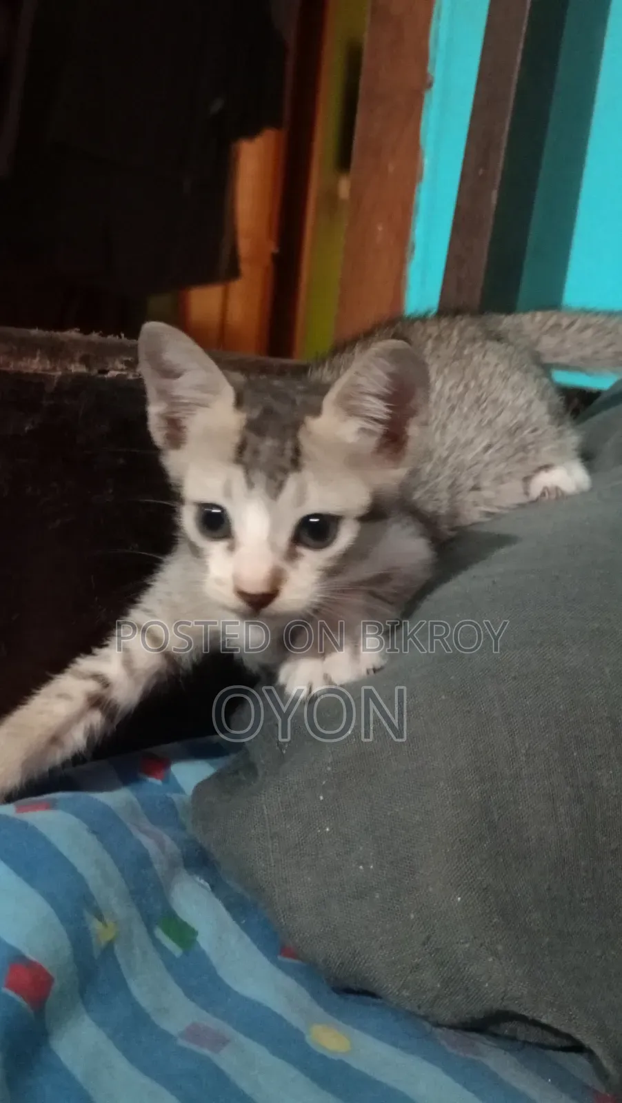 1-3 months Male Mixed Breed Bengal