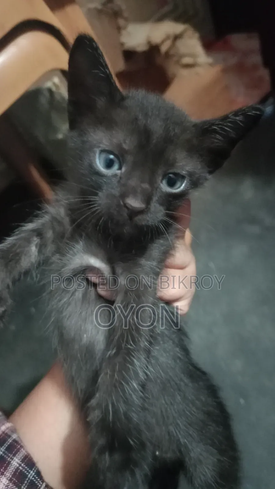 1-3 months Male Mixed Breed Bengal