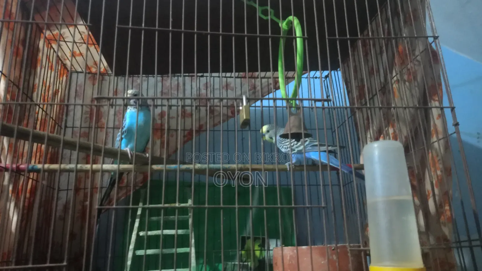 Budgie Running Pair
