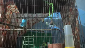 Budgie Running Pair