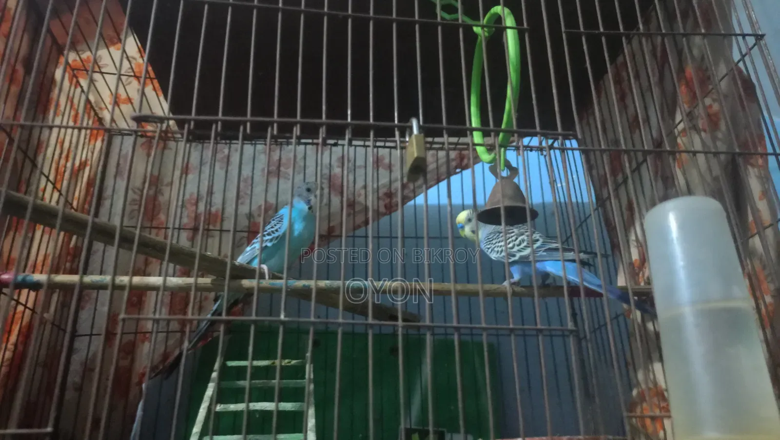 Budgie Running Pair