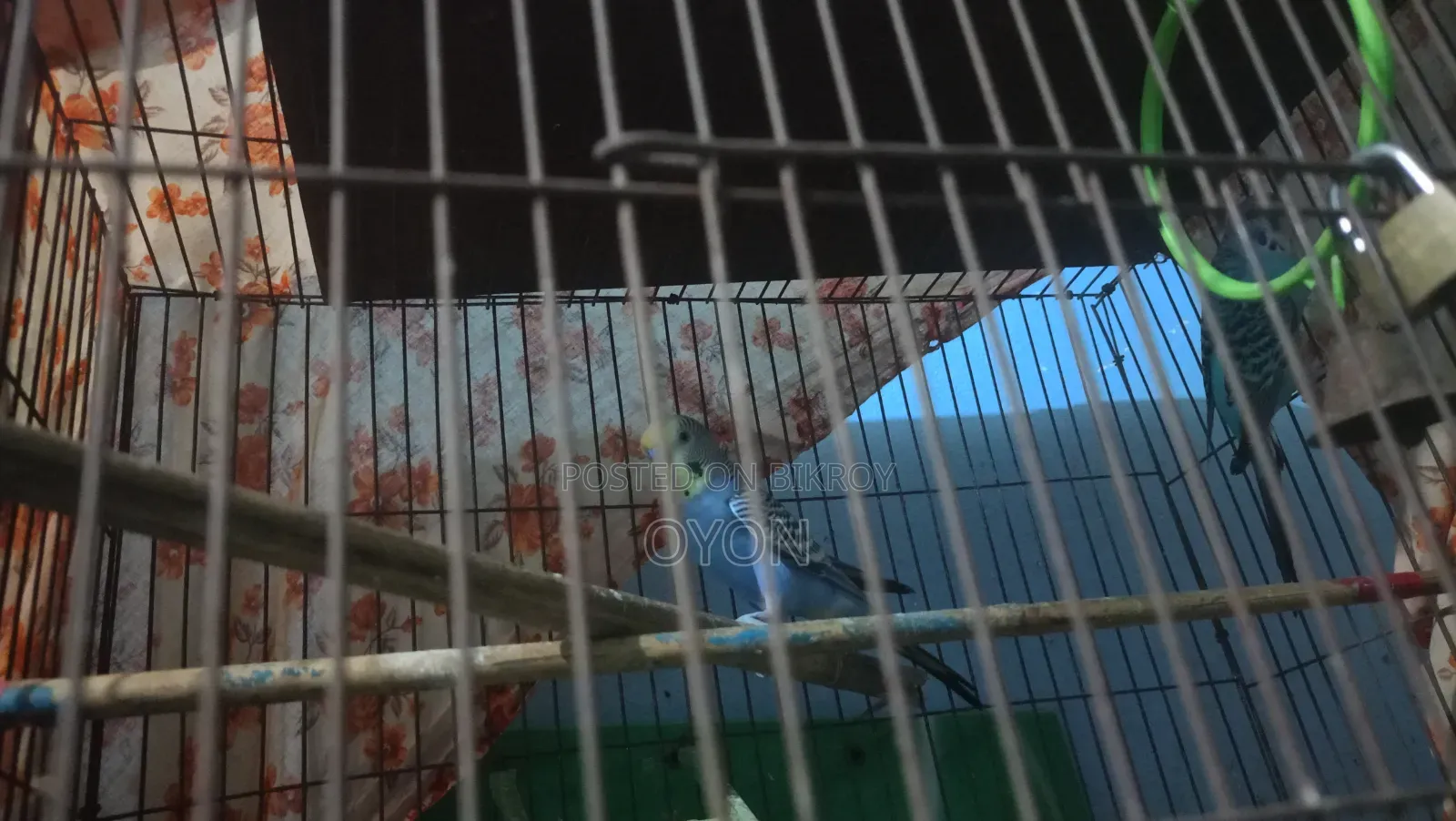 Budgie Running Pair