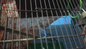 Budgie Running Pair