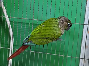 Green Conure Semi Adult