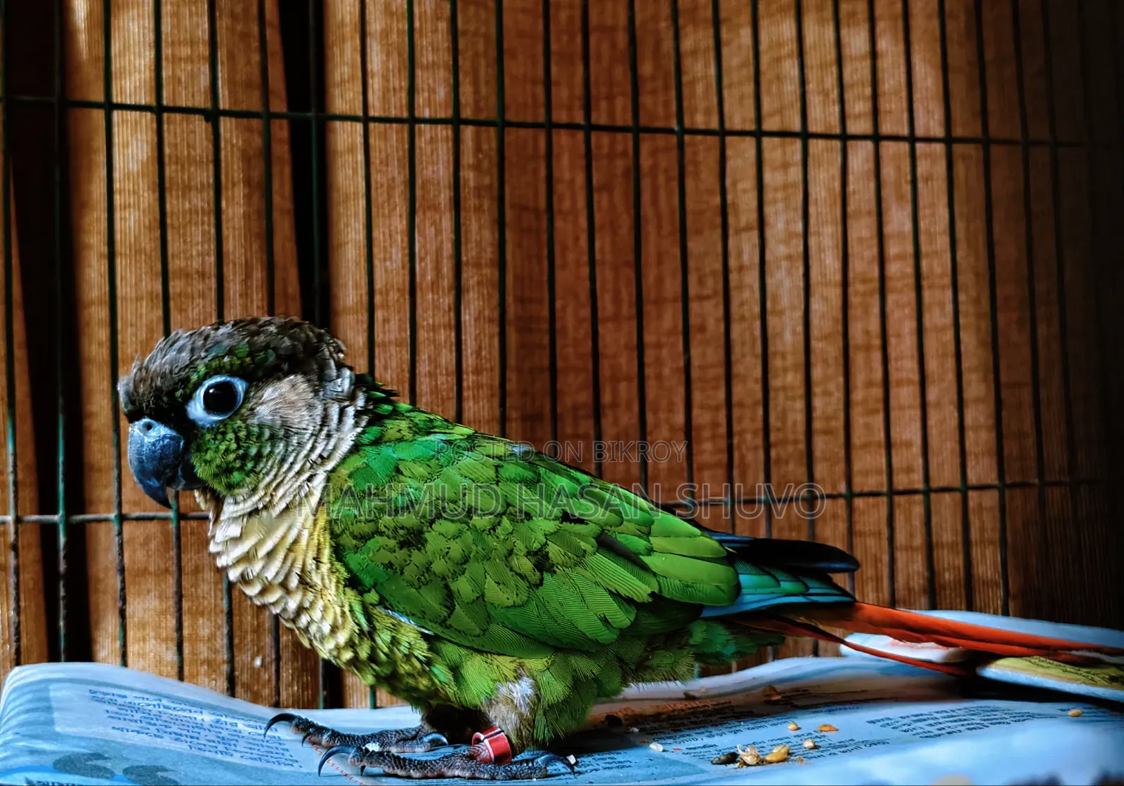 Green Conure Semi Adult
