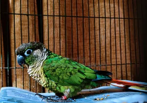 Green Conure Semi Adult