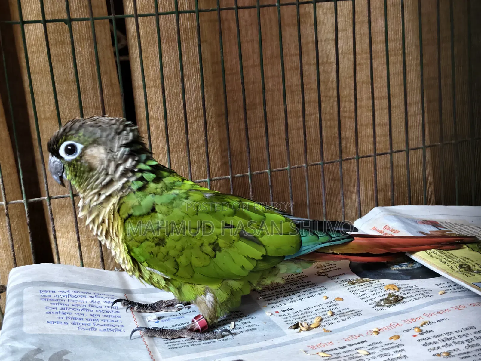 Green Conure Semi Adult