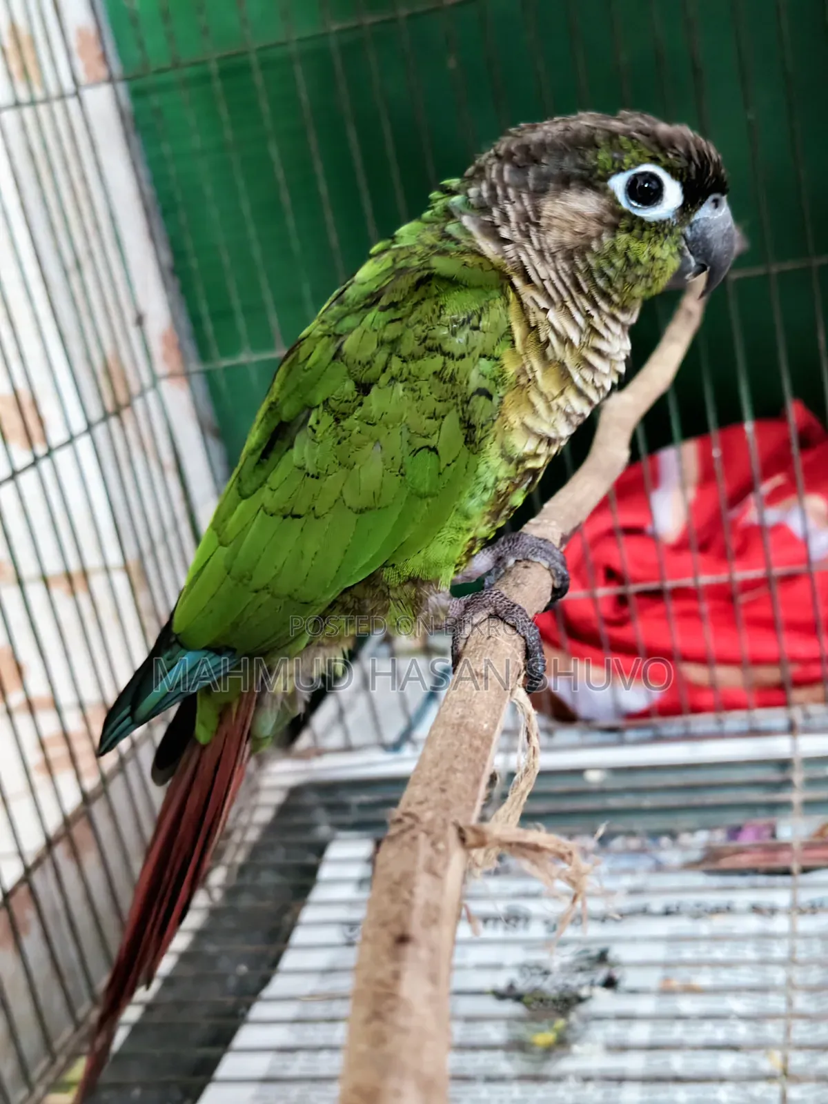 Green Conure Semi Adult