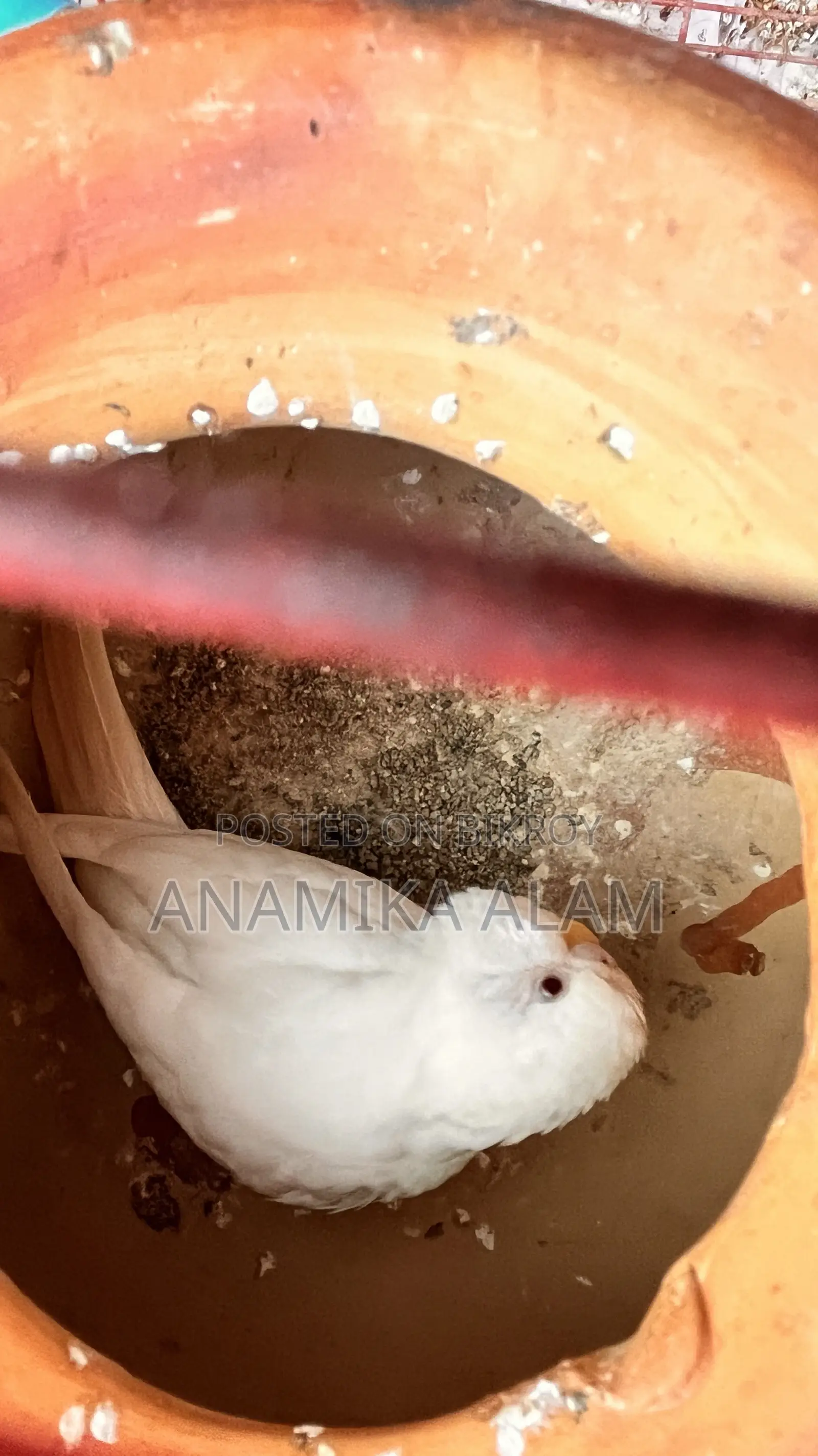 ১৫টি বাজরিগার পাখি ৩ টা ছোট বাচ্চা৩টি খাঁচাসহ বিক্রি