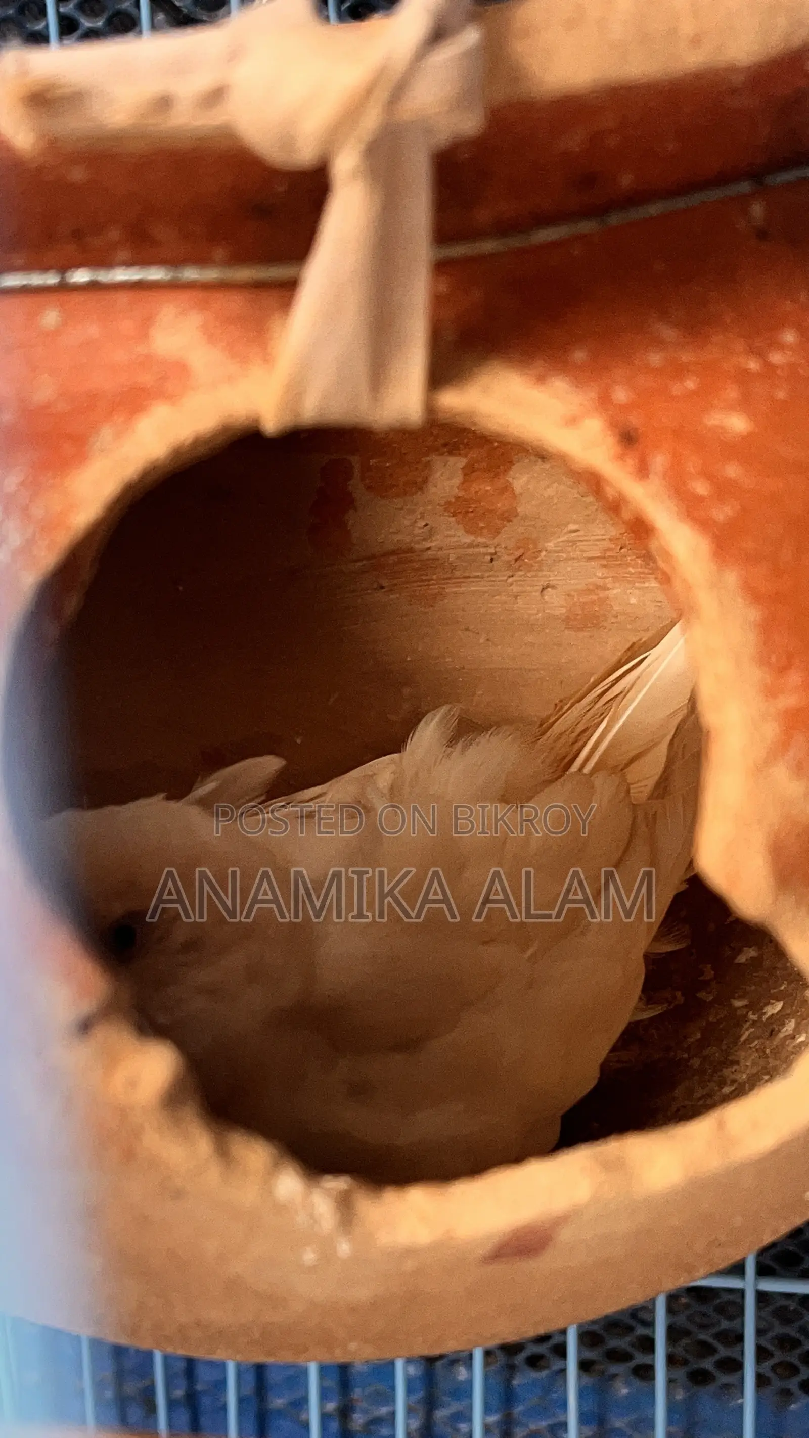 ১৫টি বাজরিগার পাখি ৩ টা ছোট বাচ্চা৩টি খাঁচাসহ বিক্রি