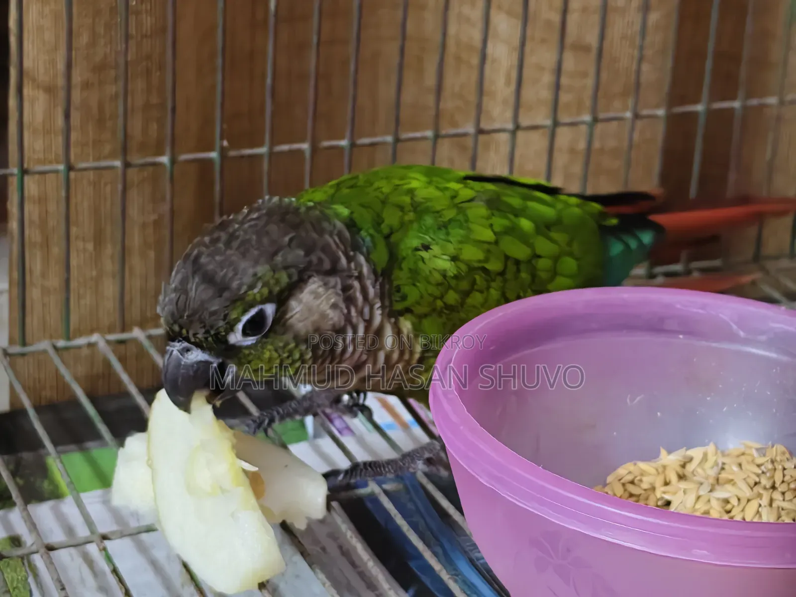 Green Conure Semi Adult