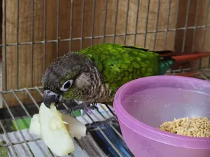 Green Conure Semi Adult