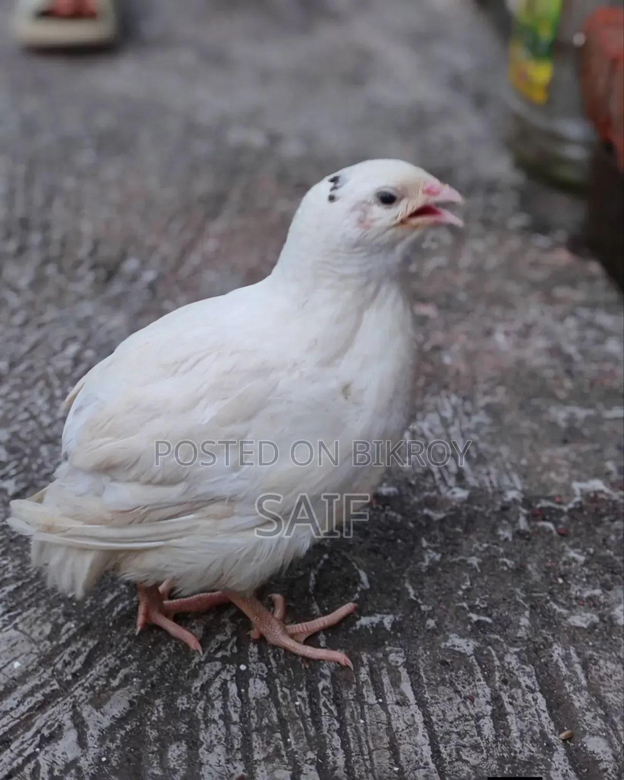 Giant Coturnix Quail Bird