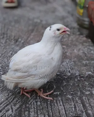 Giant Coturnix Quail Bird