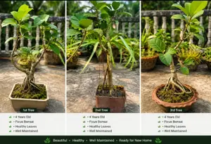 Beautiful 4 Years Old Ficus Bonsai Tree for Sale