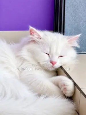 1-3 Months Female Purebred Persian