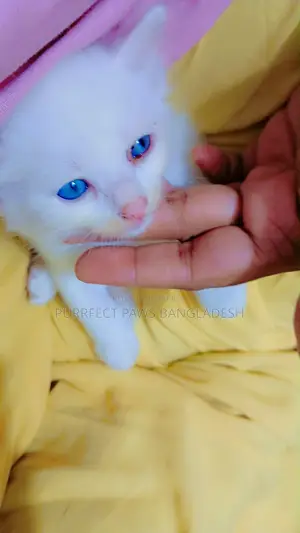 1-3 Months Female Purebred Persian