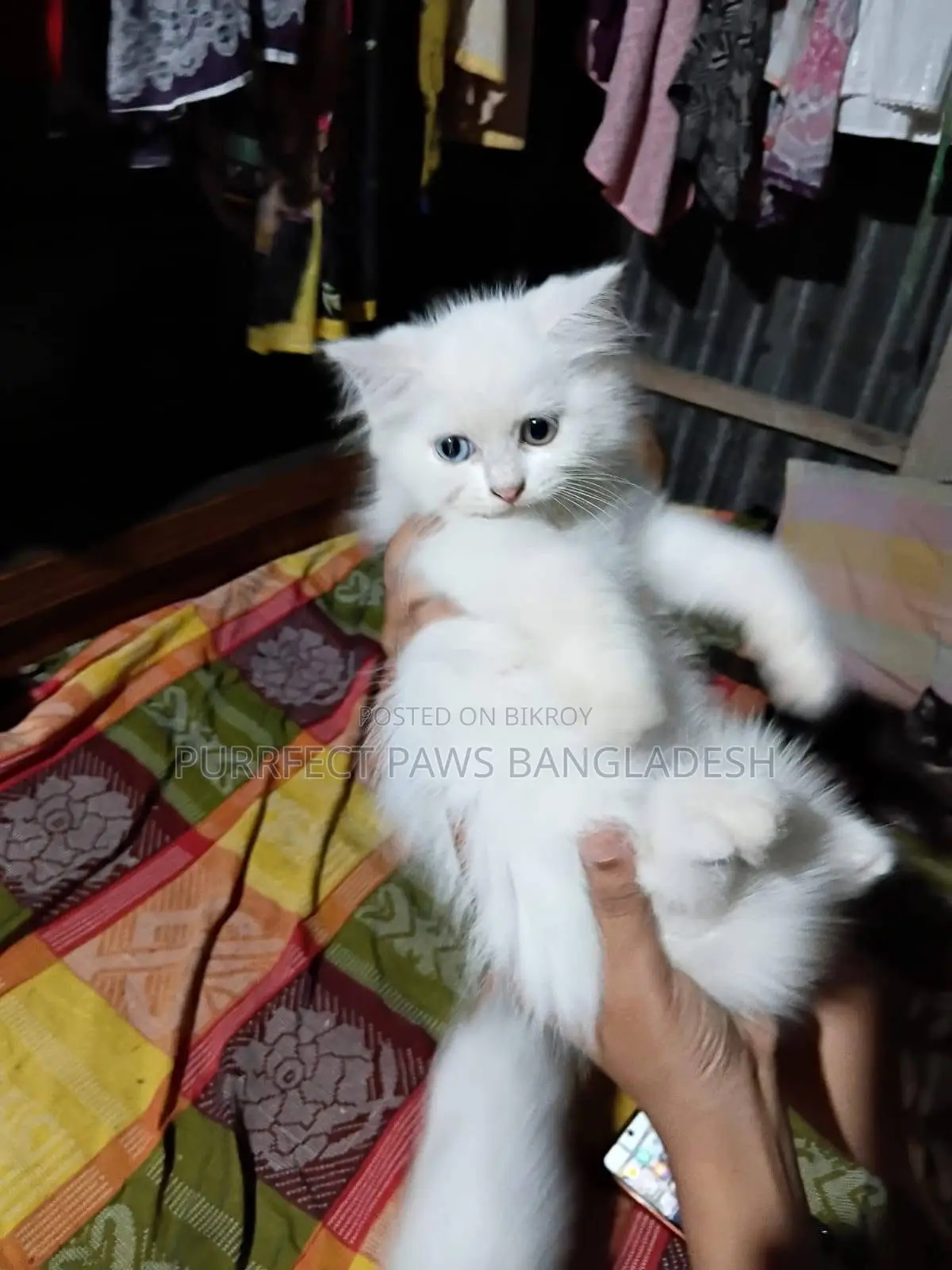 1-3 Months Female Purebred Persian