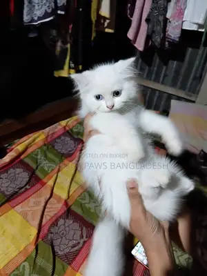 1-3 Months Female Purebred Persian