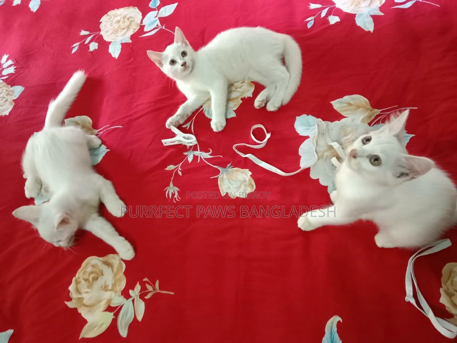 1-3 Months Female Purebred Persian
