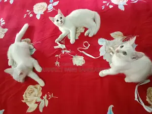 1-3 Months Female Purebred Persian