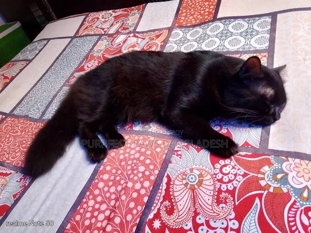 1-3 Months Female Purebred Persian
