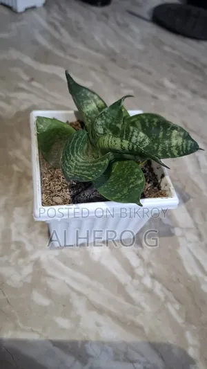 Snake Plant