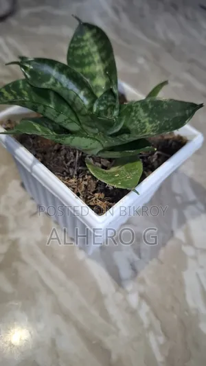 Snake Plant