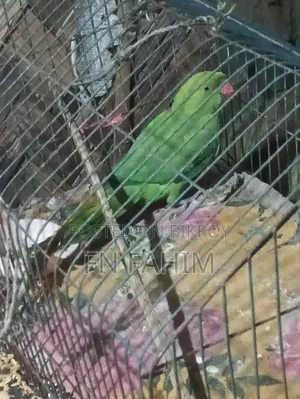 টিয়া পাখি