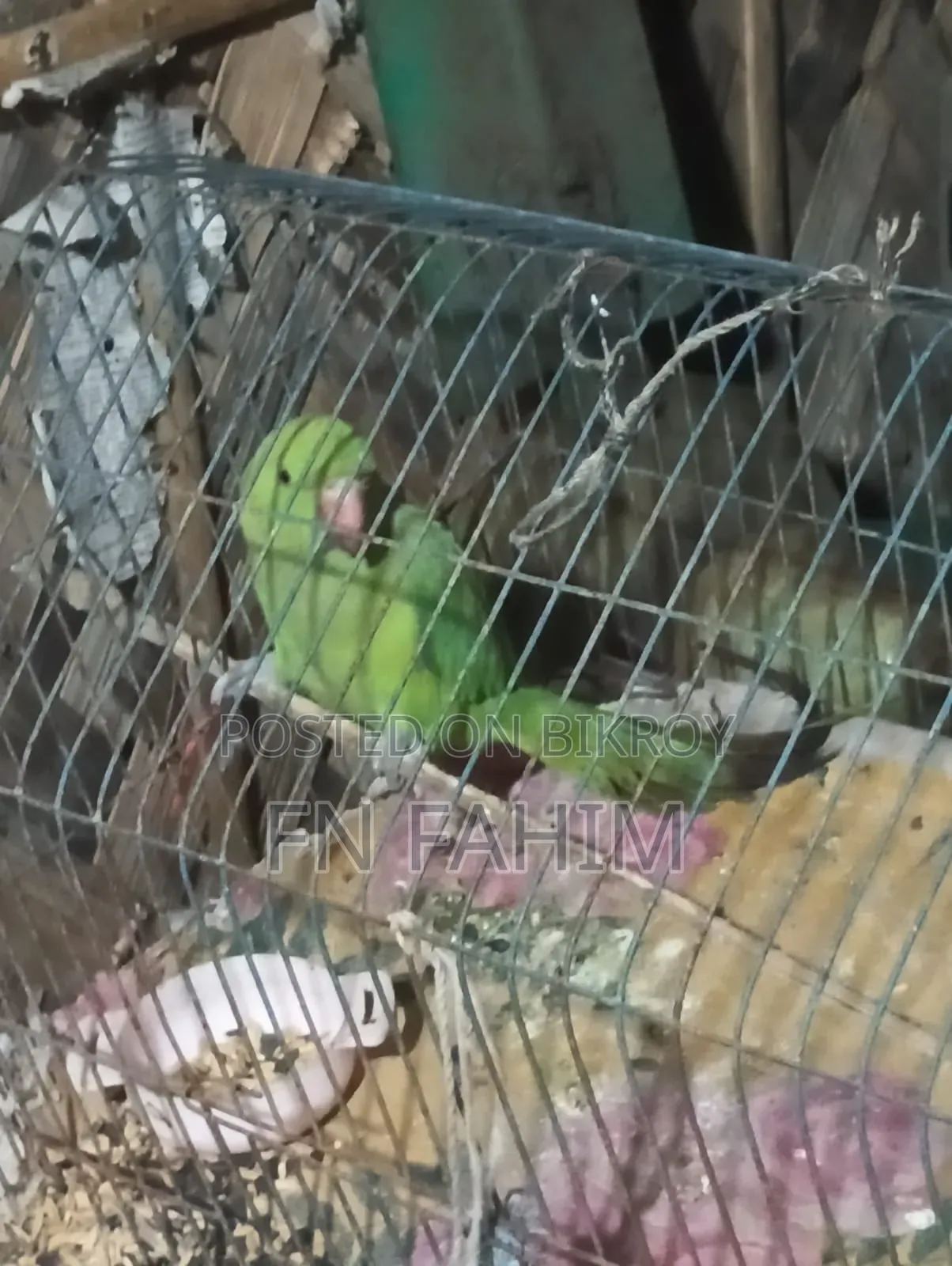 টিয়া পাখি