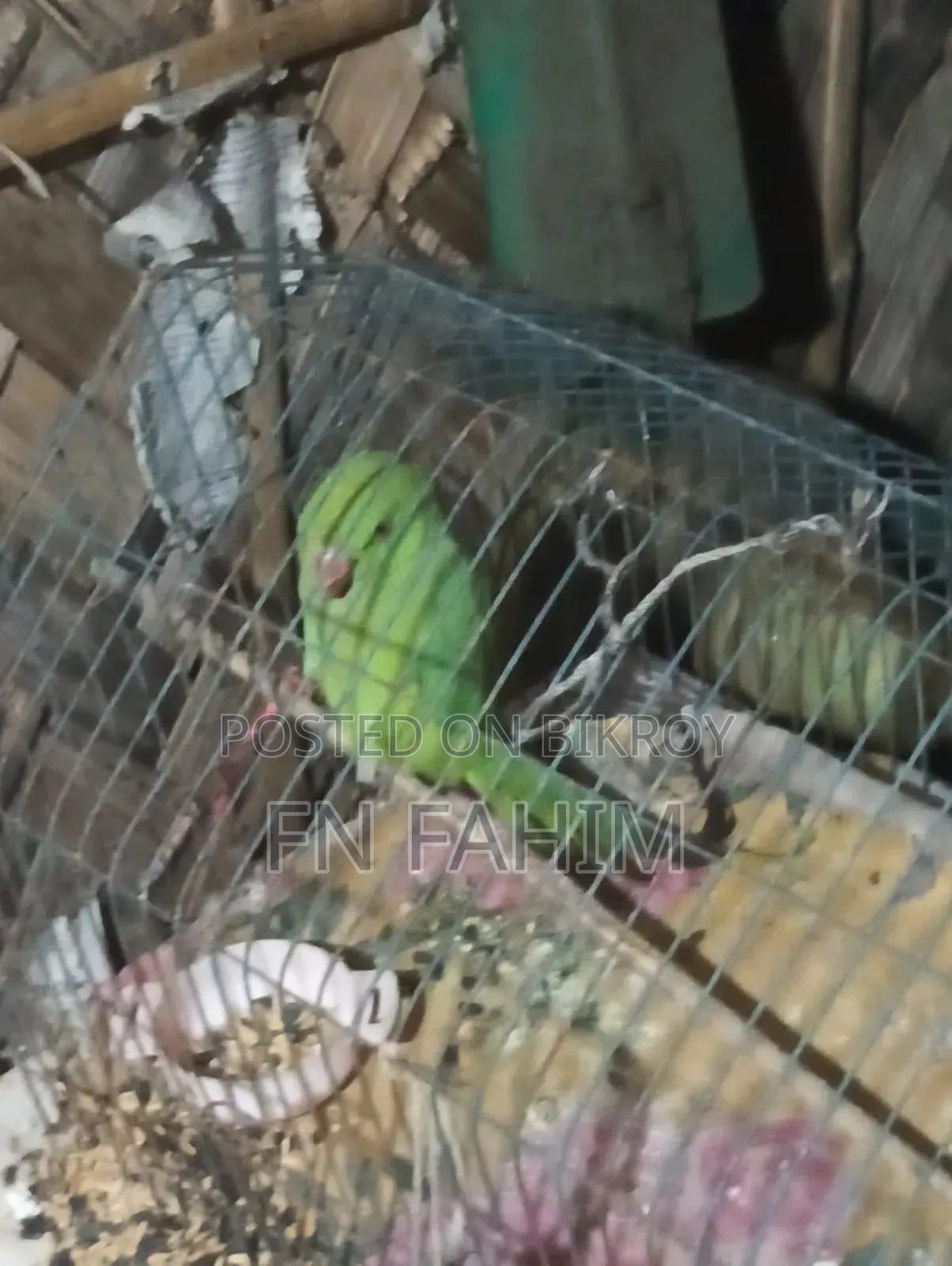 টিয়া পাখি