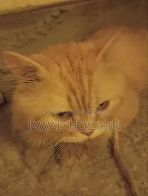 1+ Year Male Purebred Persian