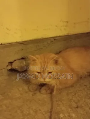 1+ Year Male Purebred Persian