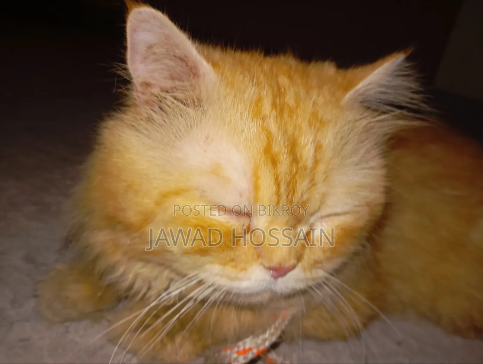 1+ Year Male Purebred Persian