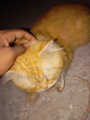 1+ Year Male Purebred Persian