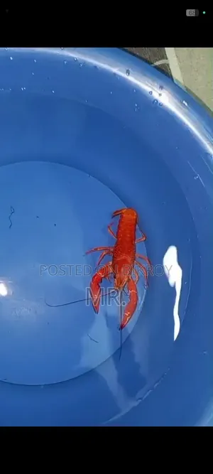 Fire Red Lobster