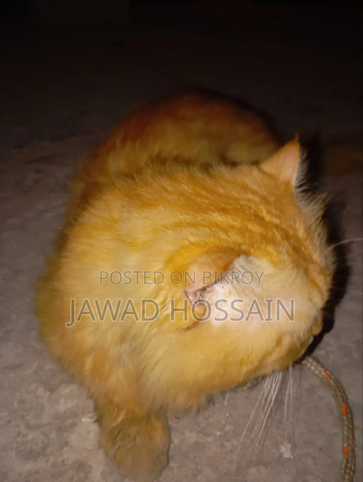 1+ Year Male Purebred Persian
