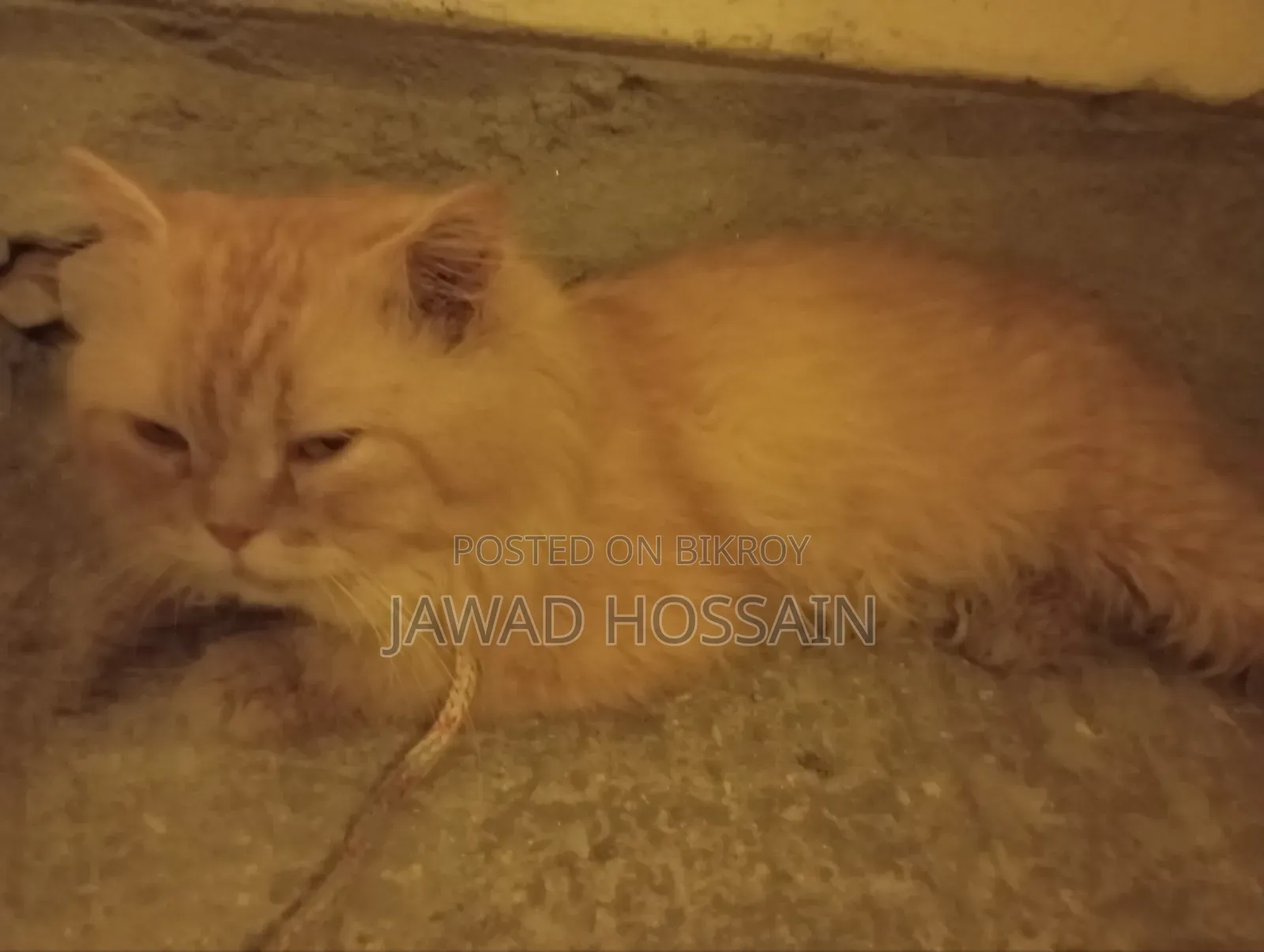1+ Year Male Purebred Persian