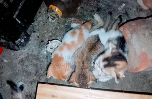 0-1 Month Female Mixed Breed Cat