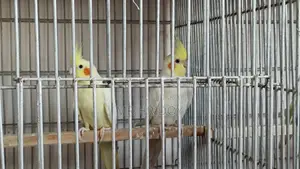 ককাটেল রানিং ৩ জোরা